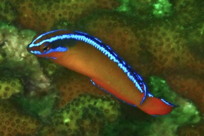 Pseudochromis aldabraensis Pseudochromidae