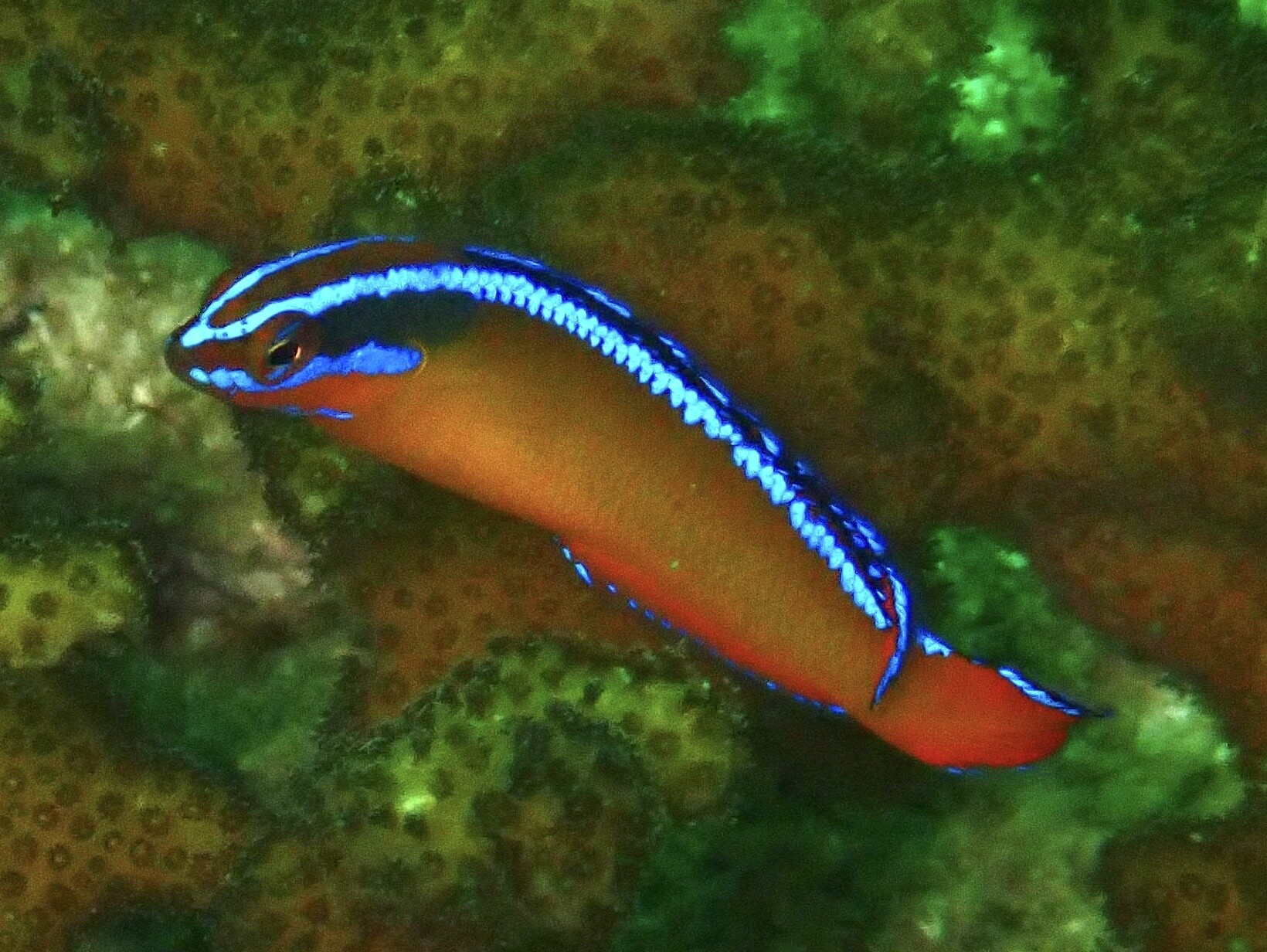 Pseudochromis aldabraensis