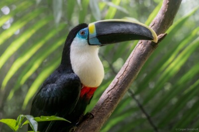 tucano beccorosso Ramphastidae