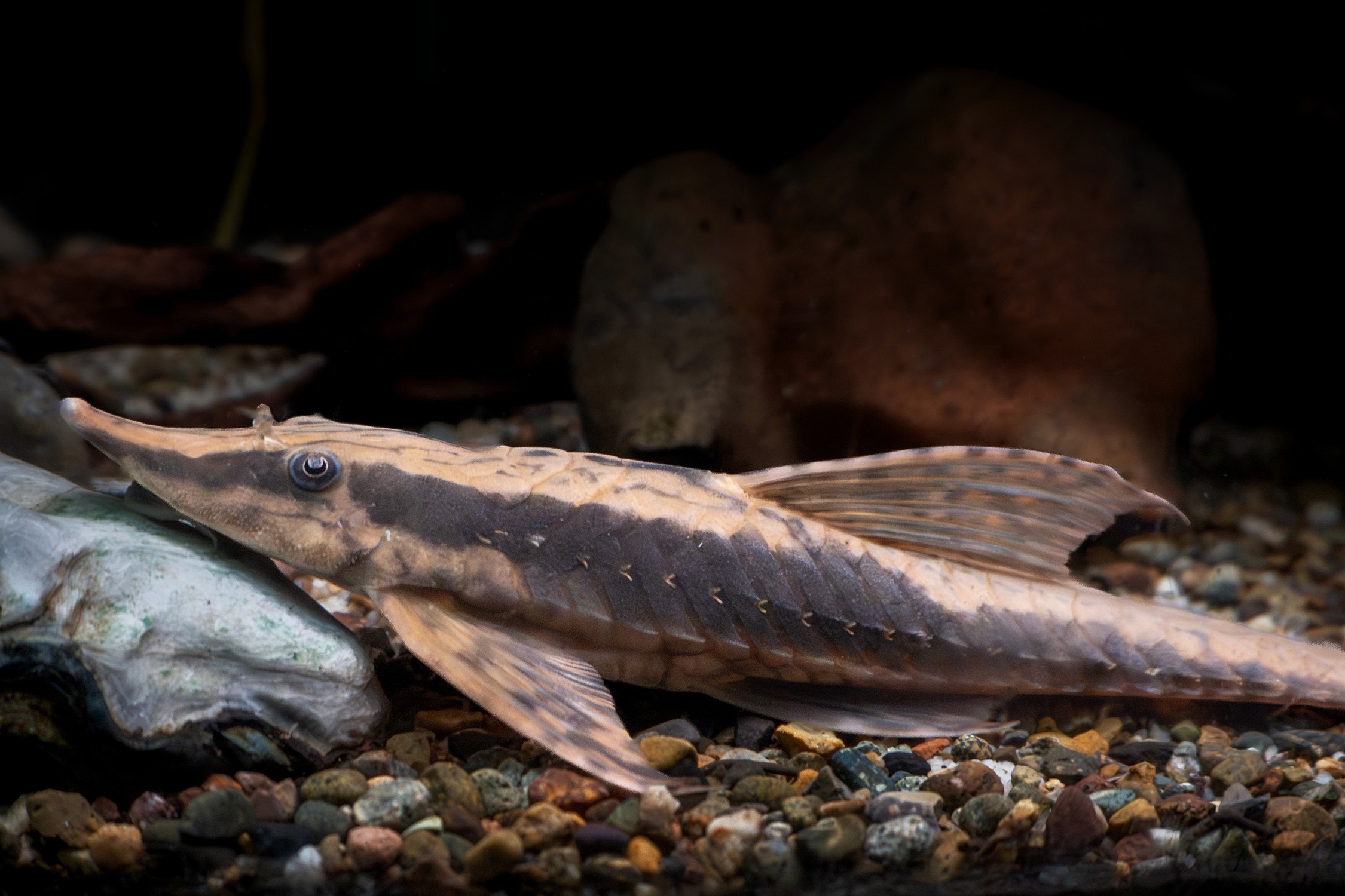 Sturisoma nigrirostrum