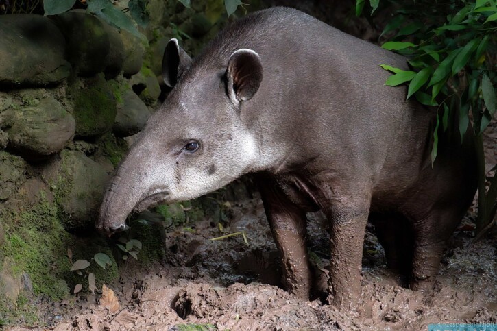 Tapirus terrestris - tapiro sudamericano