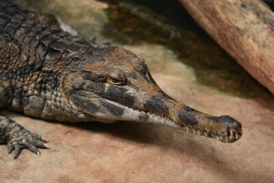 falso gaviale Crocodylidae