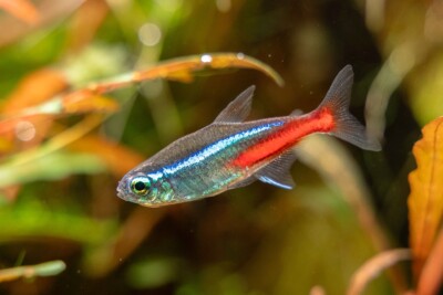 Paracheirodon innesi Characidae