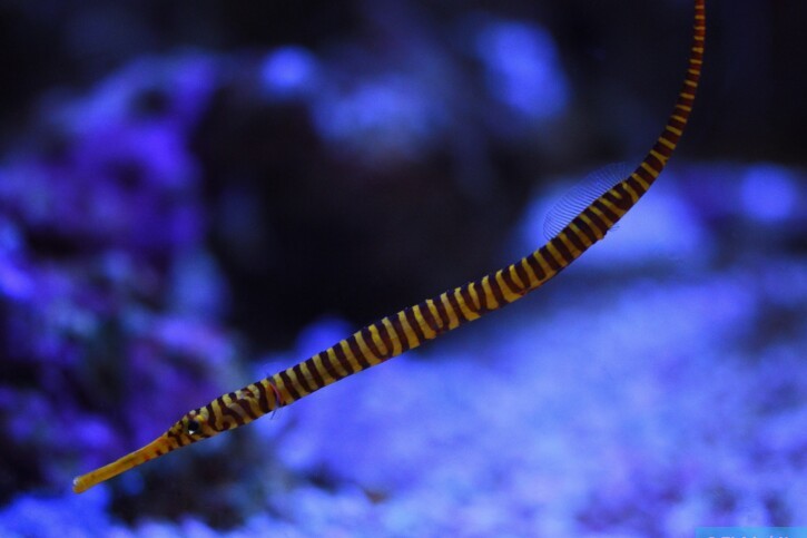 Dunckerocampus pessuliferus - pesce ago con bande gialle