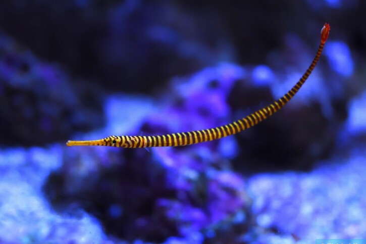 Dunckerocampus pessuliferus - pesce ago con bande gialle