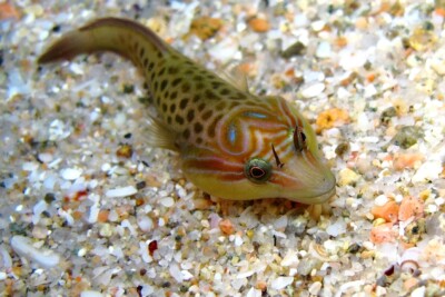succiascoglio Gobiesocidae