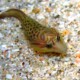 picture of Lepadogaster lepadogaster