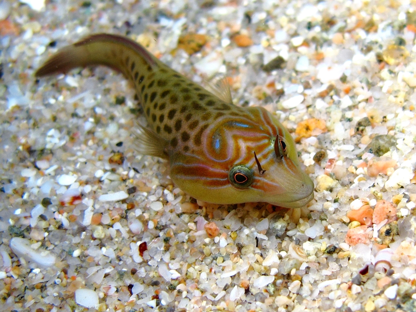 Lepadogaster lepadogaster