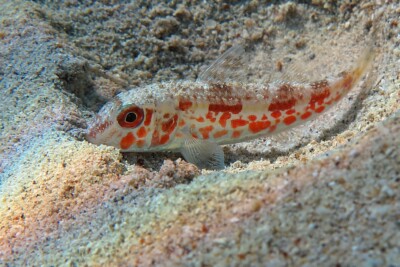 triglia di fango Mullidae