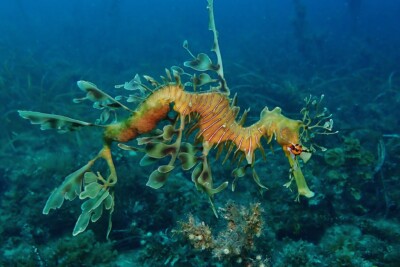 Phycodurus eques Syngnathidae