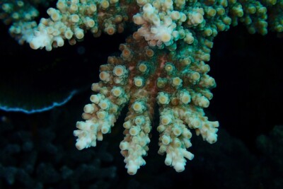 Acropora florida Acroporidae