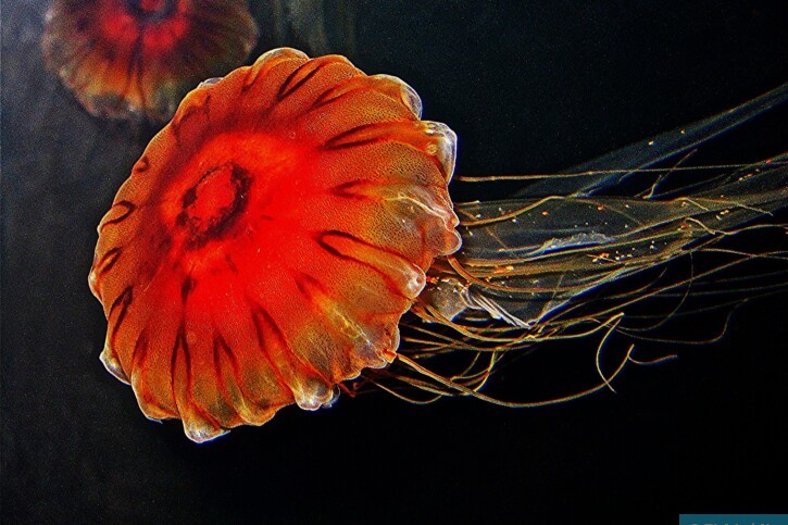 Chrysaora pacifica - medusa ortica giapponese