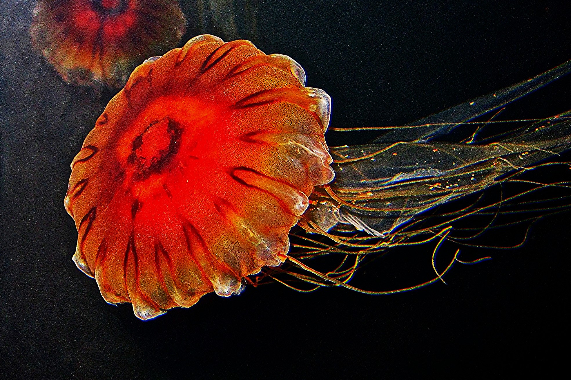 Chrysaora pacifica