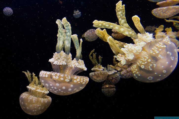 Mastigias papua - medusa dorata maculata
