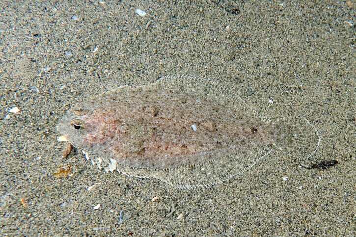 Arnoglossus grohmanni