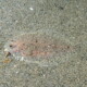 picture of Arnoglossus grohmanni