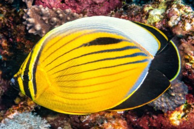 pesce farfalla ovale del Mar Rosso Chaetodontidae