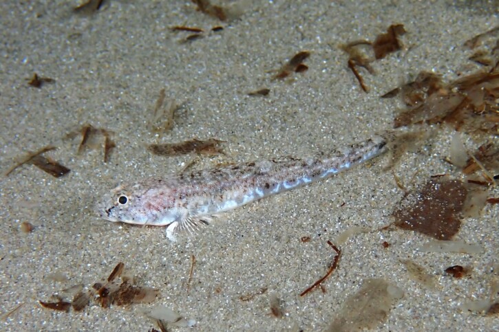 Pomatoschistus marmoratus