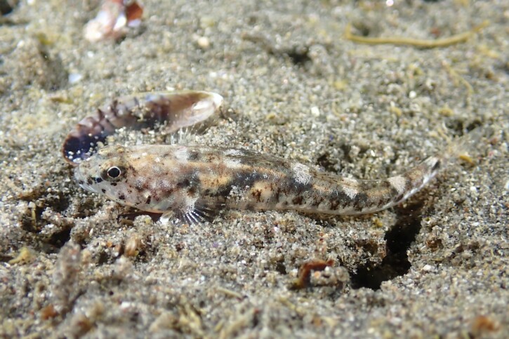 Pomatoschistus marmoratus
