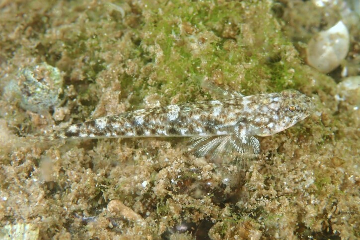 Pomatoschistus marmoratus