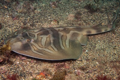 pesce violino fasciato Trygonorrhinidae
