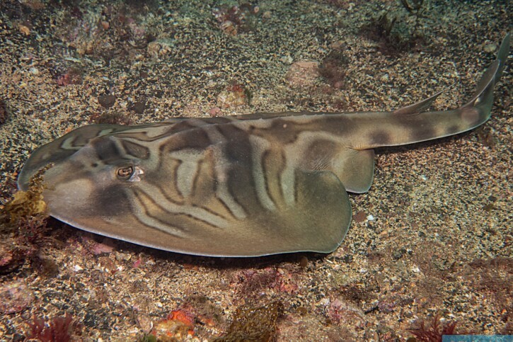 Trygonorrhina fasciata - pesce violino fasciato