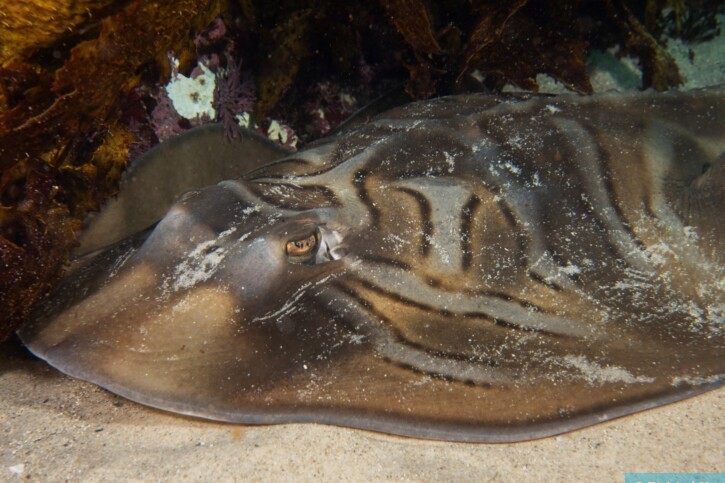Trygonorrhina fasciata - pesce violino fasciato